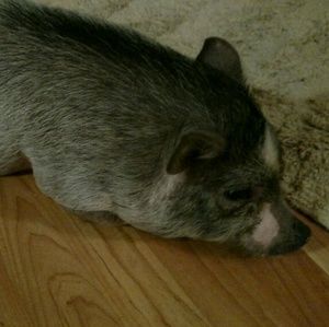 Meet your Posher, Taylor